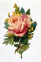 En rose