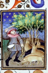 Allegorisk fremstilling av november. En mann med en gruppe griser som spiser eikenøtter. Miniatyr av et manuskript fra 1300-tallet.