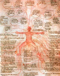 Anatomisk diagram som illustrerer blodsirkulasjonen Miniatyr fra manuskriptet "" De surgia""" Venezia Biblioteca Marciana fra 1200-tallet