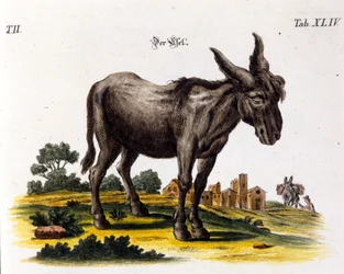 Ankey. 1700-talls representasjon.