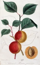 Aprikos - botanisk bord