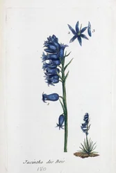 Blåklokke
