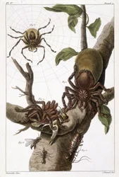 Botanisk tavle: 1) surinamsk edderkopp på guava og larvekokong 2) den samme edderkoppen som fortærer en kolibri, derav navnet Aranea avicularia Linn 3) Edderkoppjeger av Linneus, Surinam 4) surinamsk maur 5) nymfe av denne mauren 6) vinget maur - i «This