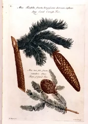 Botanisk bord: en kongle og en gren. 18. århundre.