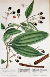 Cinnamon de Malabar (India) - botanisk bord