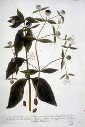 Kaffefrøplante i et herbarium fra 1800-tallet.