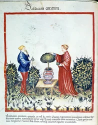 Samle basilikum. Belysning fra handelen med medisin og kosthold "" Tacuinum sanitatis"" etter handelen med medisin "" Kitabtaqwim as-sihha"" ("Kitabtaqwim as sihha") av Ibn Butlan