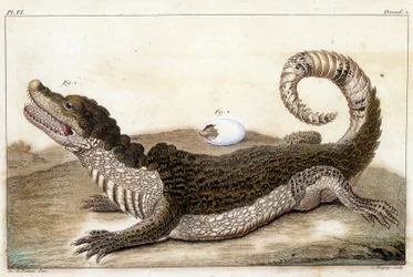 Crocodile of Surinam (Cayman) - i "" Hva er mer interessant og nysgjerrig blant dyr og mineraler for å tjene som intelligens til den generelle historien til de tre naturens styre"" av Buchoz, sent 18. S.¿