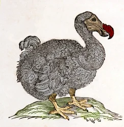 Dodo eller Dronte. Fugl forsvant - i "On both natural and medical matters in India" av William Piso, Amsterdam