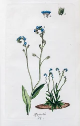 Forglemmegei