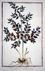 Fragon False Holly eller Small Holly (Ruscus) i et herbarium fra 1800-tallet.