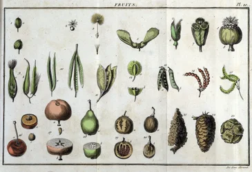 Frukt: i "" Flora Françoise, eller en kort beskrivelse av alle plantene som vokser naturlig i Frankrike, arrangert i henhold til en ny analysemetode som sitatet deres minst tvetydige dyder innen medisin og deres nytte i kunsten" av