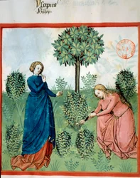 Få isop. To kvinner kutter grener av isop (medisinsk og aromatisk plante). Miniatyr i "" Tacuinum sanitatis. Taqwim es siha» (Folio 30), skrevet av Ibn Butlan, v.1445-1451. Paris, BN.