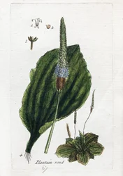 Stor plantain eller stor plantain