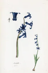 Hyasint