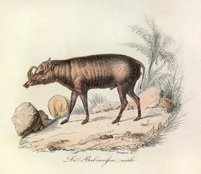 Illustrasjon fra boken «Buffons komplette verker»: Firfotingene: Hanen av babiroussa (gravering)