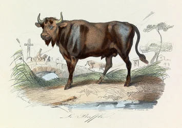 Illustrasjon fra boken «Buffons komplette verker»: Firfotingene: Buffalo (gravering)