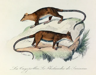 Illustrasjon fra boken «Buffons komplette verk»: De firbeinte: Cayopollinen og filantropen i Surinam (gravering)