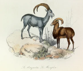 Illustrasjon fra boken «Buffons komplette verker»: Firfotingene: Steinbukken og muffen (gravering)