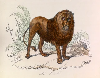 Illustrasjon fra boken «Buffons komplette verker»: Firbeinene: Løven (gravering)