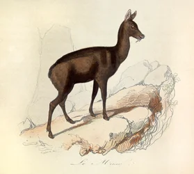 Illustrasjon fra boken «Buffons komplette verker»: Firbenene: Musene (gravering)