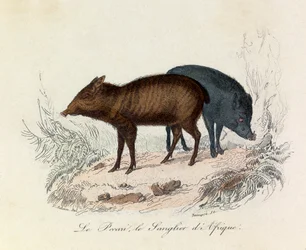 Illustrasjon fra boken «Buffons komplette verker»: De firbeinte: Pekarien og det afrikanske villsvinet (gravering)