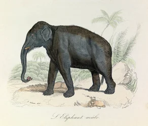 Illustrasjon fra boken «Buffons komplette verker»: Firbeinene: Hannelefanten (gravering)