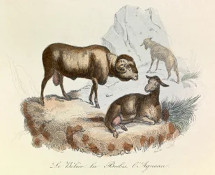 Illustrasjon fra boken «Buffons komplette verker»: Dyr: Væren, sauen og lammet (gravering)