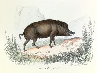 Illustrasjon fra boken «Buffons komplette verker»: Les animaux: Le boar (gravering)