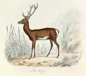 Illustrasjon fra boken «Buffons komplette verker»: Les animaux: Le cerf (gravering)