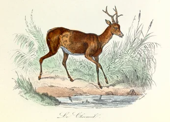 Illustrasjon fra boken «Buffons komplette verker»: Les animaux: Le deer (gravering)