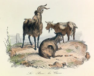 Illustrasjon fra boken «Buffons komplette verker»: Les animaux: Le goat et les geiter (gravering)