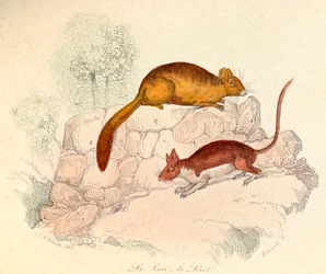 Illustrasjon fra boken «Buffons komplette verker»: Dyr: Sylvmusen og hagesylvmusen (gravering)