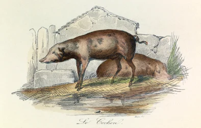 Illustrasjon fra boken «Buffons komplette verker»: Les animaux: Le pichon (gravering)