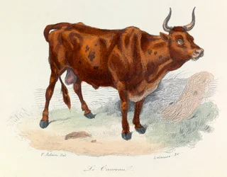 Illustrasjon fra boken «Buffons komplette verker»: Dyr: Oksen (gravering)
