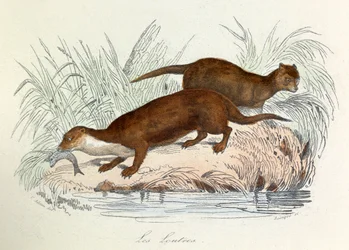 Illustrasjon fra boken «Buffons komplette verker»: Les animaux: Les otres (gravering)