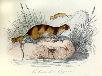 Illustrasjon fra boken «Buffons komplette verker»: Husdyr: Guyana-oteren (gravering)