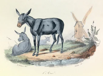 Illustrasjon fra boken «Buffons komplette verker»: Les animaux: l#39;ane (gravering)