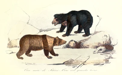 Illustrasjon av sibirsk hannbjørn og bjørn med store lepper, klassifisert av Linneene og Cuvier (gravering)
