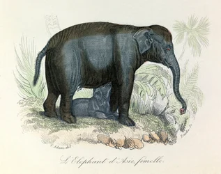 Illustrasjon av en asiatisk hunnelefant fra Buffons bok, klassifisert av Linné og Cuvier (gravering)