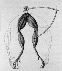 Illustrasjon av eksperimenter av Luigi Galvani, italiensk fysiker og lege (1737 - 1798) som forklarer passasjen av elektrisk strøm som beveger bena til en frosk.