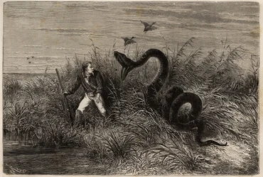 Hendelse under en andejakt i marecages av Pointe aux Moustiques eller Pointe Macouria (Fransk Guyana), angrep av en boa på jegeren på utkikk. Gravering for å illustrere reisen i Fransk Guyana i 1862-1863, av Frederic Bouyer, kaptein på fregatt