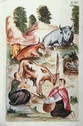 Indiske gjetere som tar vare på kyr, fra boken "Trujillo del Peru" eller "Códice Martínez Compañón", av Baltazar Martinez Compañón y Bujanda, biskop av Trujillo (1782-1785)