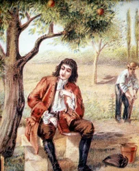 Isaac Newton (1642-1727), engelsk matematiker, fysiker og astronom, finner gravitasjonsteorien ved å observere fallet til et epletre, en illustrasjon av det 19. århundre.