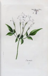 Jasmin
