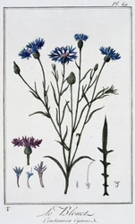 Kornblomsten (Centaurea Cyanus) - i "Øvelser i botanikk til bruk for handelsmenn", skrevet av J.C. Philibert, Imprimerie de Crapelet, Paris