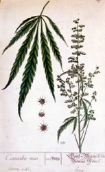 Mannlig cannabisplante. 1800-talls gravering.