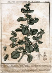 Medisinplante fra Frankrike: den illeluktende belotte.