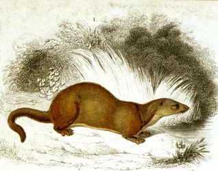 Otter - fargegravering. 1800-talls gravering.