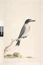 Side 10. Vanga. nederst i midten i annen hånd Naturlig størrelse, iris tvilsom Grå slakterfugl Cracticus torquatus hann, 1791-92